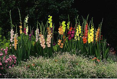 《森巴德明哥：派对中心》将联动SEGA索尼克系列